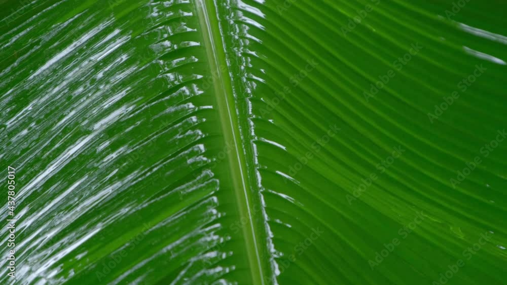 banana leaf in rain day banana leaf in rain day