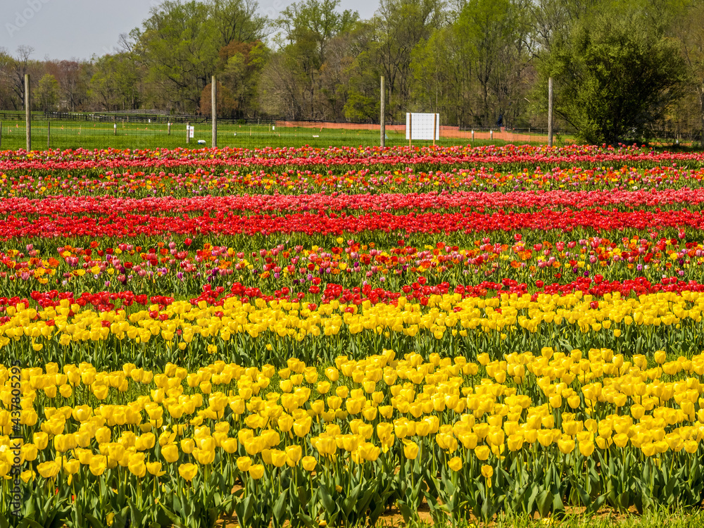 Tulip blossom bloom at the farm