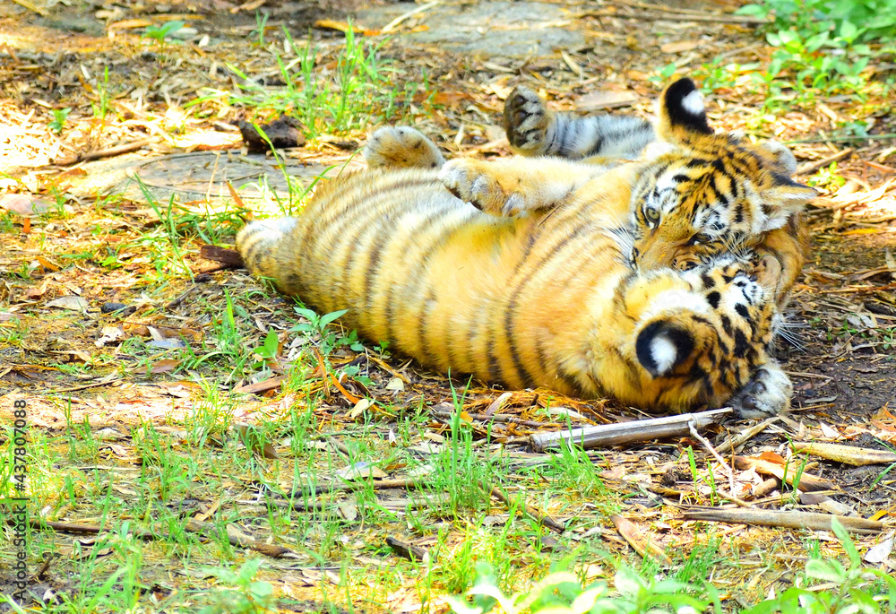 Obraz premium トラ