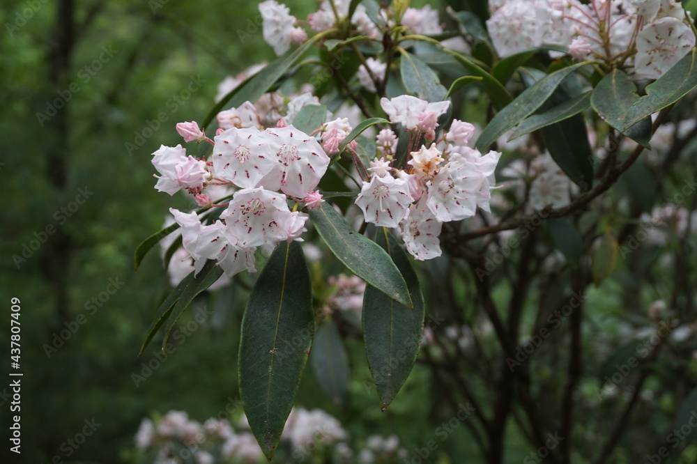 pink flowers blooming on a tree pink flowers blooming on a tree