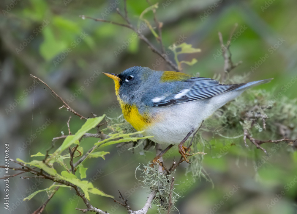 Fototapeta premium Northern parula (Setophaga americana) in a tree during spring migration in southern Texas