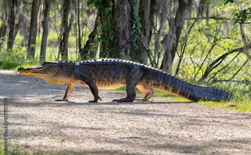 American alligator crossing trail at Brazos Bend State Park, Texas © Natalia Kuzmina