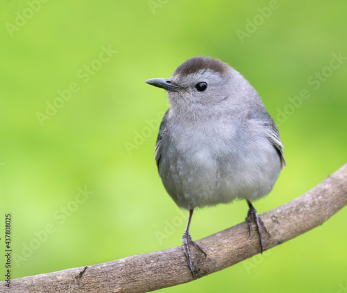 Gray catbird perched on a tree branch, close up. Texas, USA
