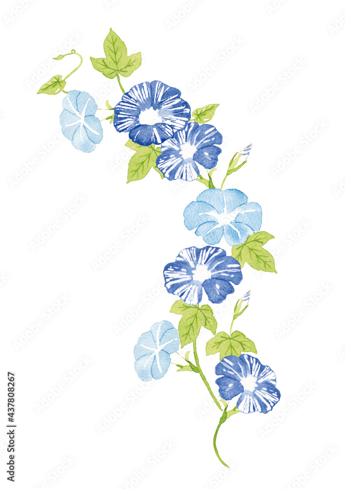 朝顔 水彩イラスト Stock Illustration Adobe Stock 朝顔 水彩イラスト Stock Illustration Adobe Stock