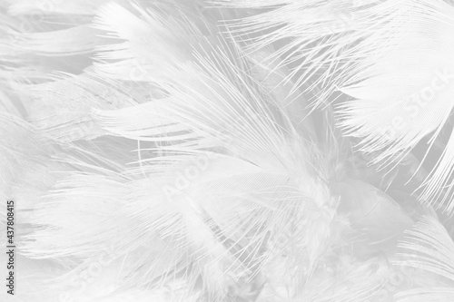 Fototapeta Naklejka Na Ścianę i Meble -   white feather wooly pattern texture background
