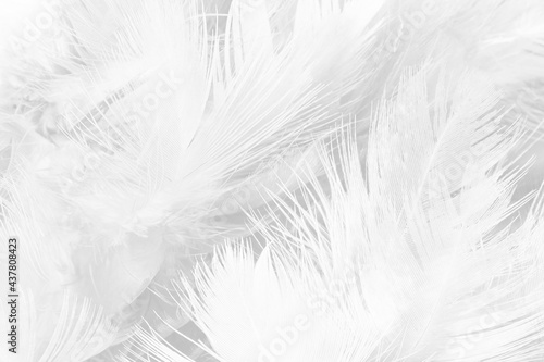 Fototapeta Naklejka Na Ścianę i Meble -  white gray feather wooly pattern texture background