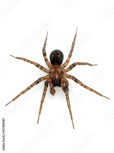 P5260008 dorsal view of male wolf spider, Pardosa sp., isolated, vertical cECP 2021