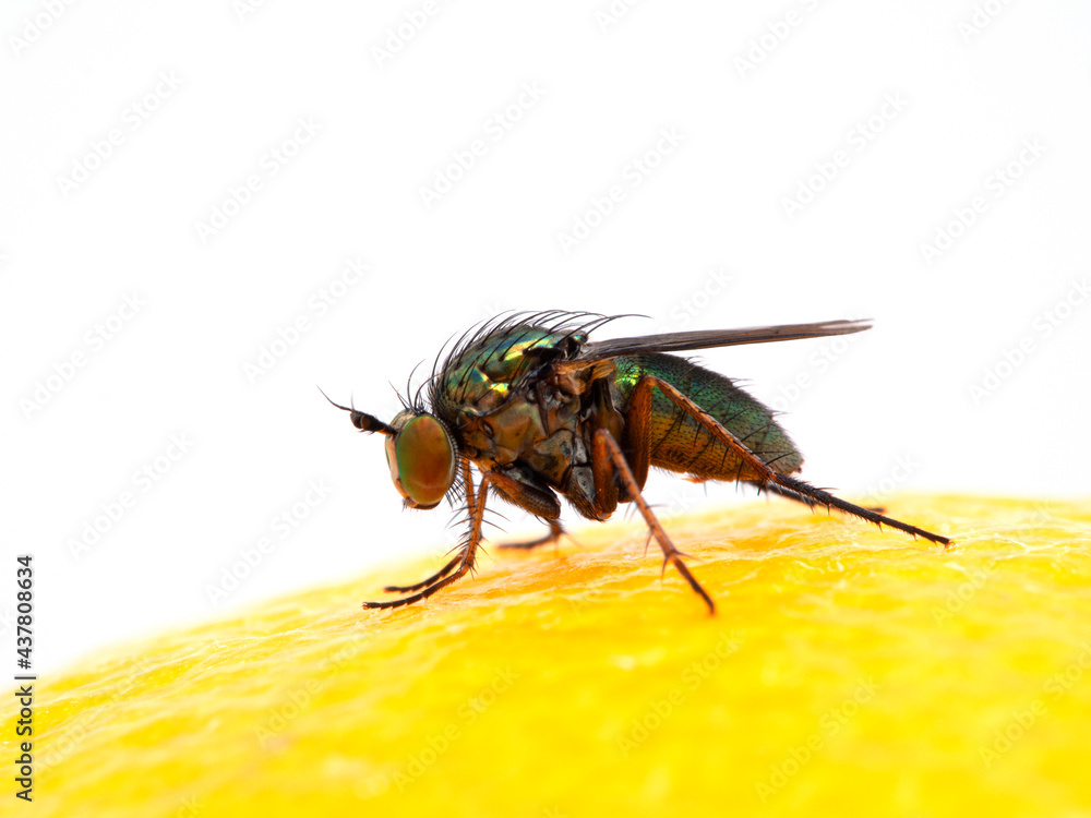P1010228 long-legged fly (Dolichopodidae species) on a lemon cECP 2020 P1010228 long-legged fly (Dolichopodidae species) on a lemon cECP 2020