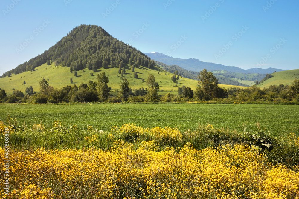 Spring in the Altai Mountains, sunny