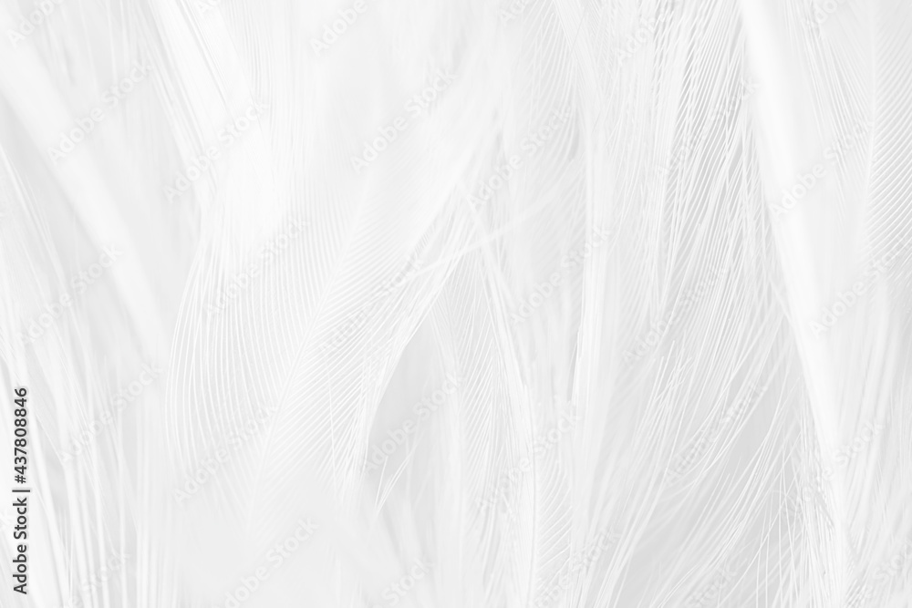 white feather wooly pattern texture background