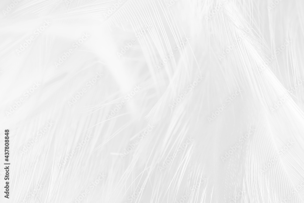 white feather wooly pattern texture background white feather wooly pattern texture background