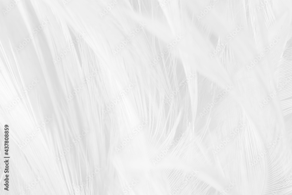 white feather wooly pattern texture background white feather wooly pattern texture background