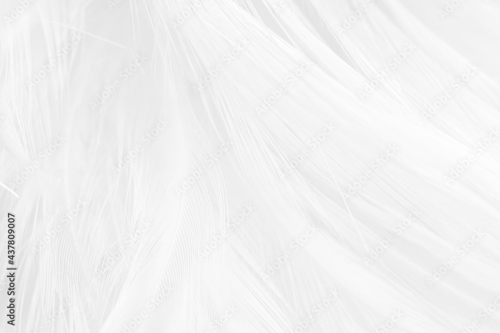 white feather wooly pattern texture background white feather wooly pattern texture background