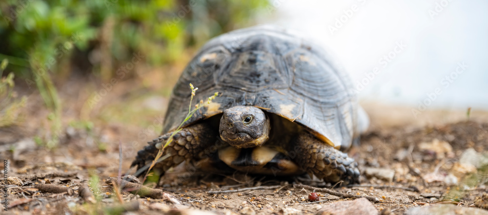 (Selective focus) Stunning view of a Sardinian Marginated Tortoise walking in the wild. The marginated tortoise (Testudo marginata) is a species of tortoise in the family Testudinidae. (Selective focus) Stunning view of a Sardinian Marginated Tortoise walking in the wild. The marginated tortoise (Testudo marginata) is a species of tortoise in the family Testudinidae.