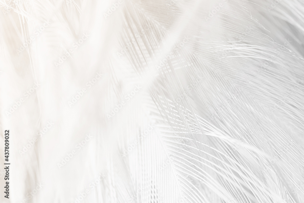 white feather wooly pattern texture background white feather wooly pattern texture background