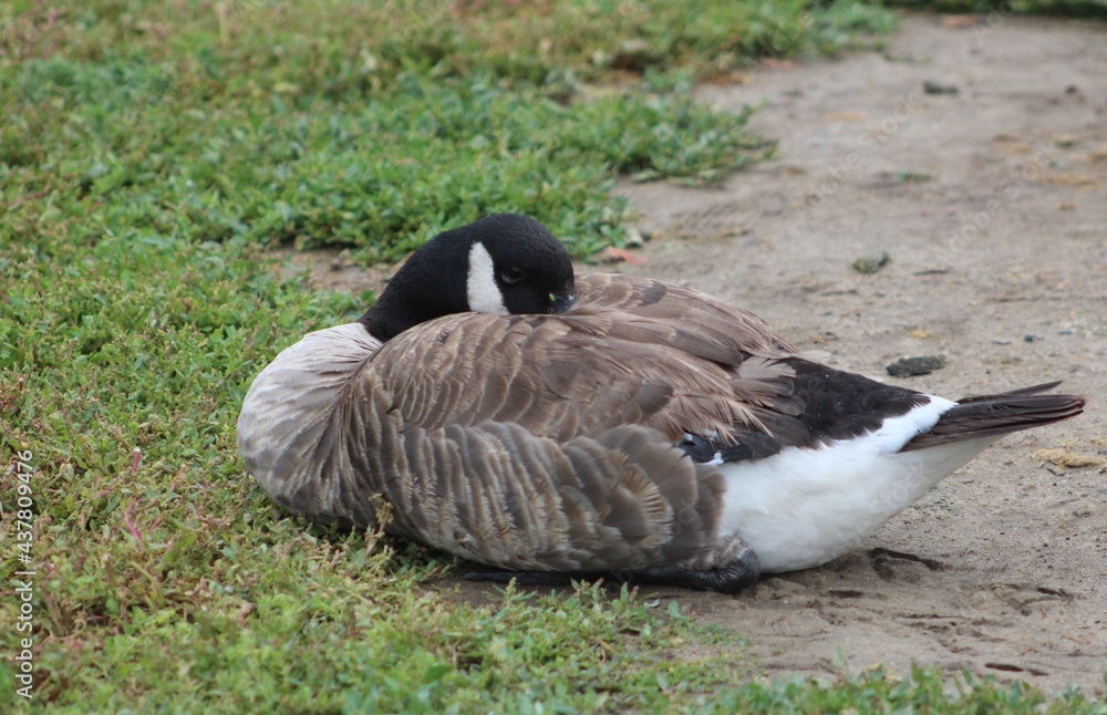 Canada goose chile 80 hotsell