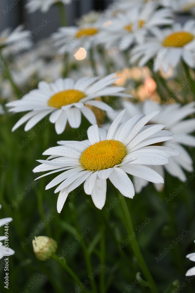 White daisies close-up and for backgrounds. Many beautiful flowers with yellow center, white petals and lushous green stems and leaves. White daisies close-up and for backgrounds. Many beautiful flowers with yellow center, white petals and lushous green stems and leaves.