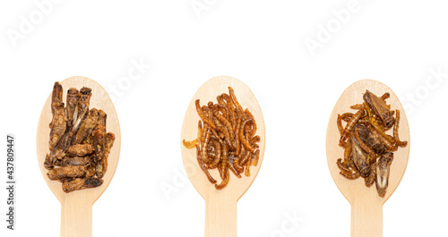 Принти на полотні Three wooden spoon edible roasted french insects, Sigillatus cricket, mealworms Tenebrio molitor and mix in spices and salt