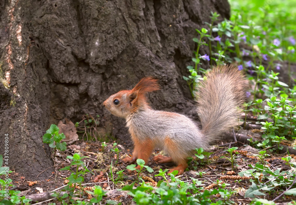 Squirrels in spring in Siberia. A young squirrel sits on the ground in profile. Nature of the Novosibirsk region, Russia Squirrels in spring in Siberia. A young squirrel sits on the ground in profile. Nature of the Novosibirsk region, Russia