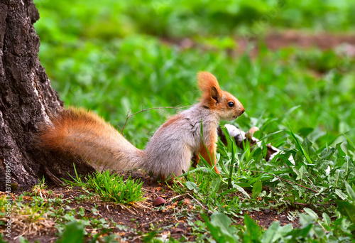 Squirrels in spring in Siberia. A young squirrel sits on the ground in profile. Nature of the Novosibirsk region, Russia