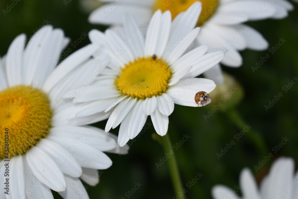 White daisies close-up and for backgrounds. Many beautiful flowers with yellow center, white petals and lushous green stems and leaves. White daisies close-up and for backgrounds. Many beautiful flowers with yellow center, white petals and lushous green stems and leaves.