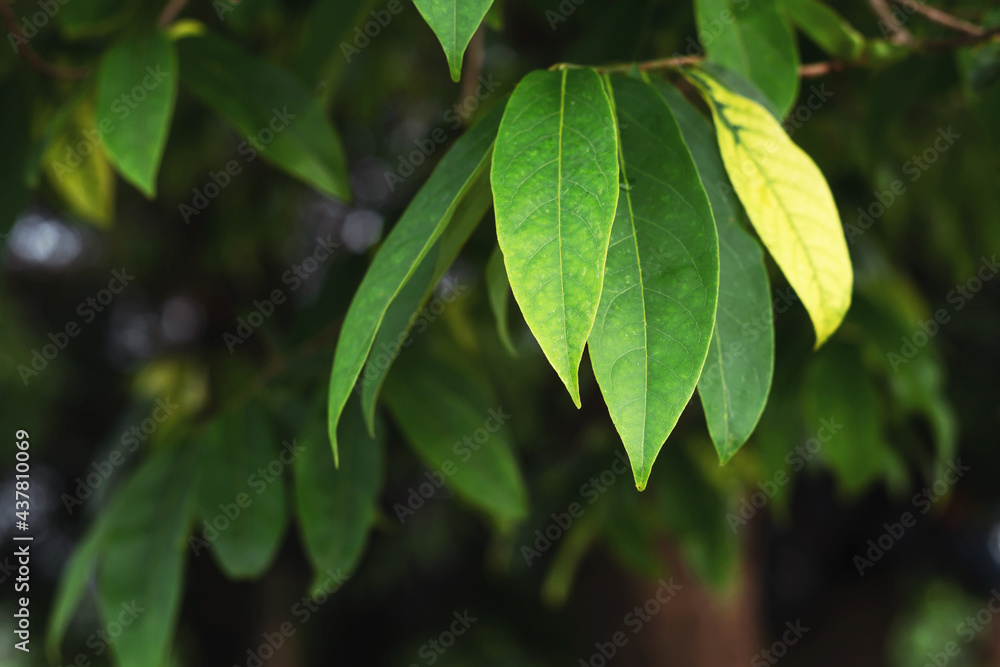 Beautiful green leafy branches natural leaf background Beautiful green leafy branches natural leaf background