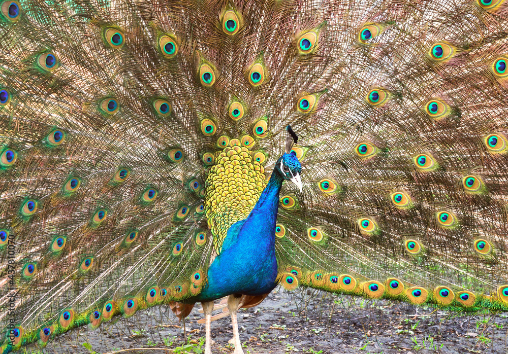 Obraz premium A peacock with an open tail. Oriental ornamental bird with bright blue and green half-turn feathers