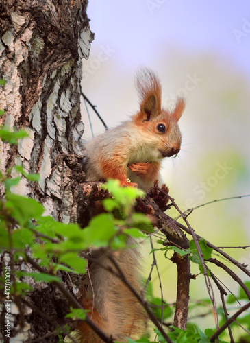Squirrels in spring in Siberia. Close-up portrait of a red squirrel. Nature of the Novosibirsk region, Russia
