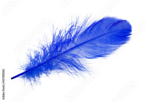 Beautiful datk blue feather isolated on white background