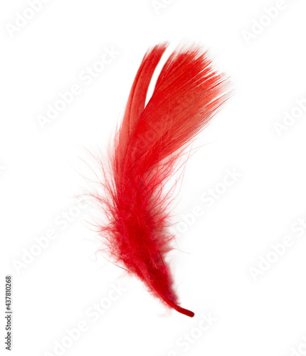 Beautiful red orange feather isolated on white background