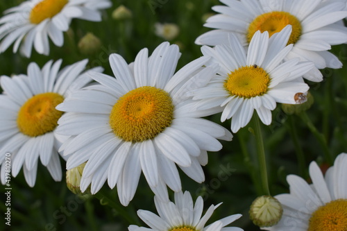 White daisies close-up and for backgrounds. Many beautiful flowers with yellow center  white petals and lushous green stems and leaves.