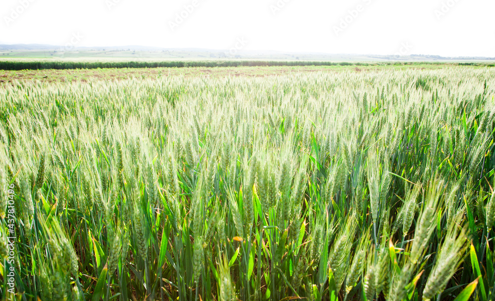 field of wheat, green fresh plant background
