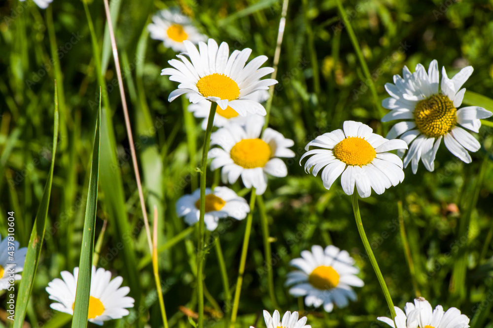 Daisy flowers field, large group of chamomiles