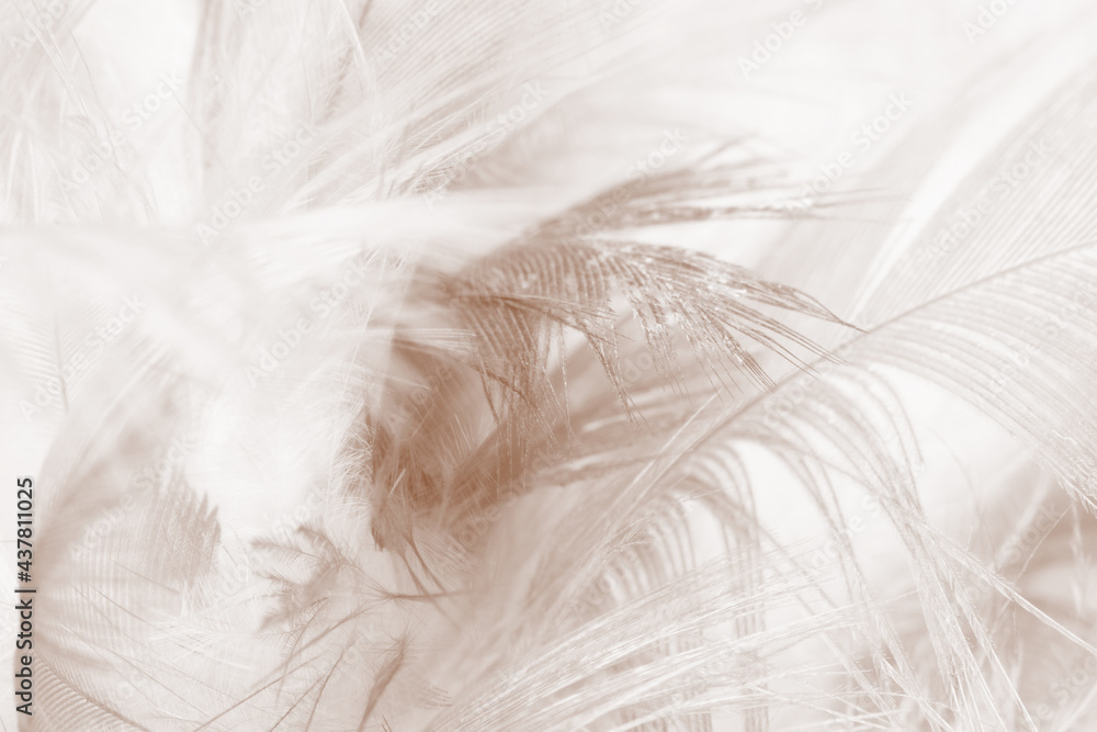 Beautiful brown feather texture pattern background Beautiful brown feather texture pattern background