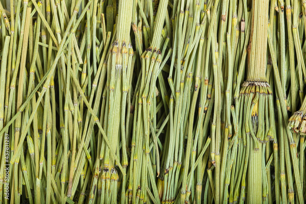 Obraz premium Dehydrated horsetail closeup. Top view. Macrophotography