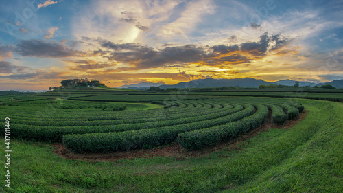 The tea plantations background , Tea plantations in morning light © Koragot kaewmahakhun