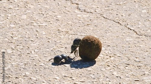 A dung beetle and his partner are rolling this humungous ball of elephant dung across the road in a game reserve in South Africa. His power and endurance creates comical videos as they roll away photo