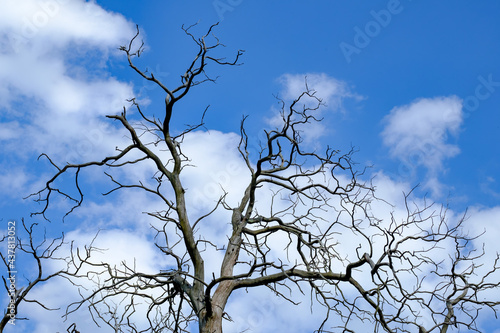 trunk of a dead chestnut tree, castanea sative near liebing in the austrian county burgenland photo