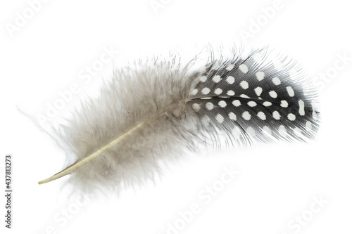 Beautiful Guineafowl feather isolated on white background