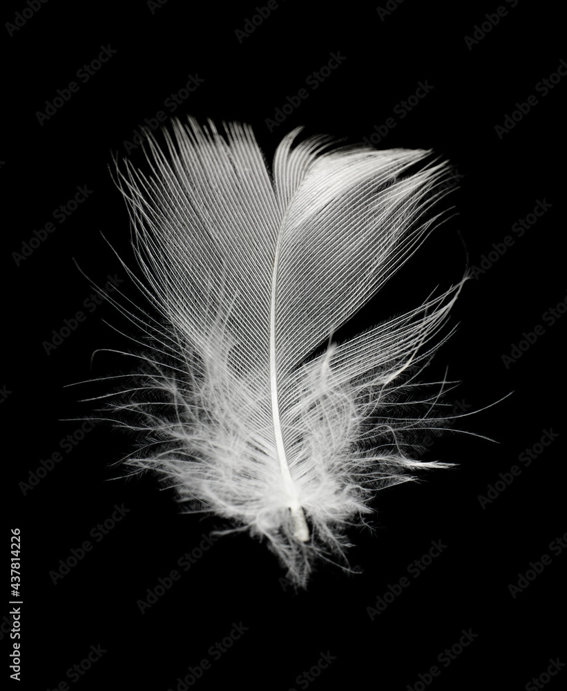 Obraz premium white feather on black background