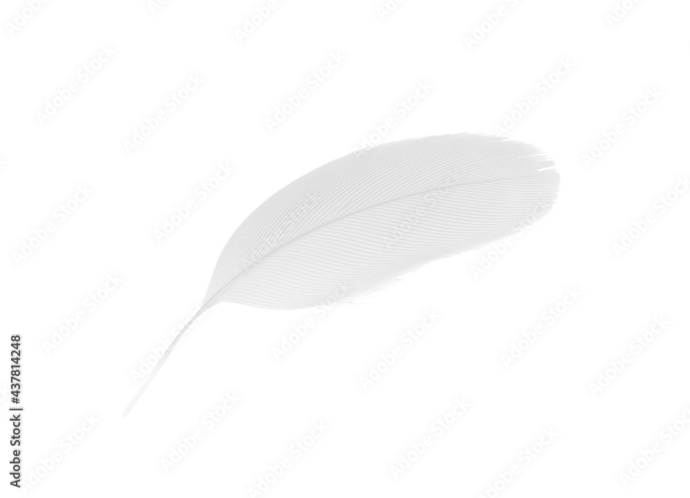 sketching white feather on white background sketching white feather on white background