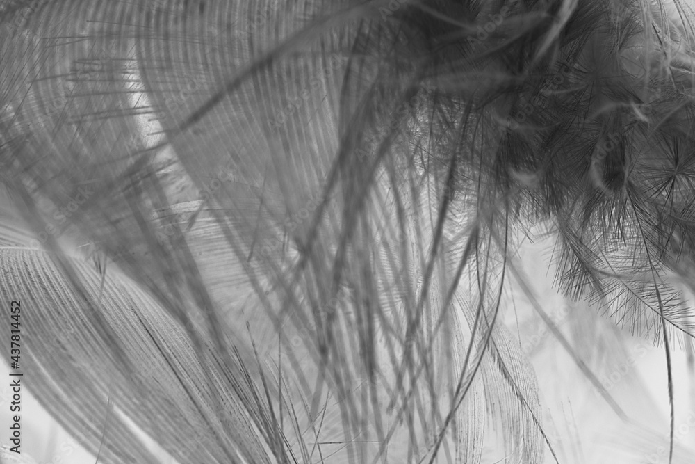 Obraz premium Beautiful dark black feather pattern texture background