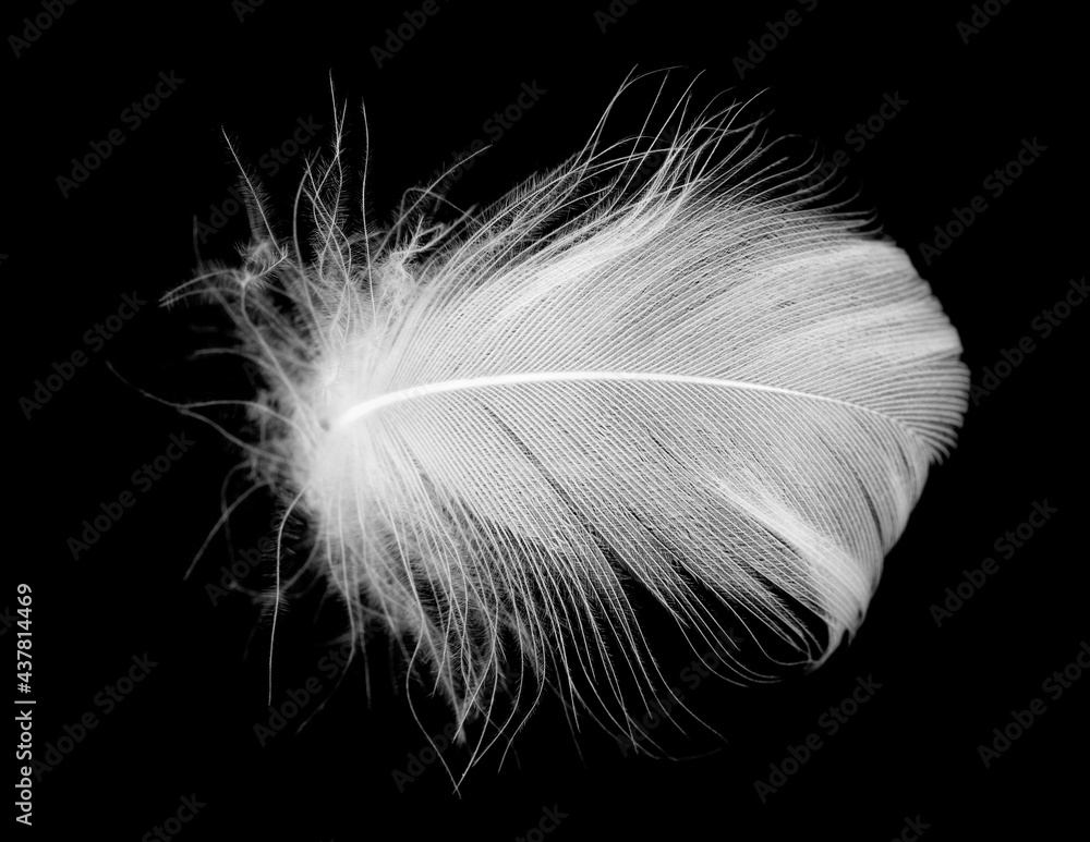 Obraz premium white feather on black background