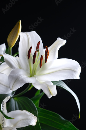 Beautiful white lily flower. Flower isolated on black background. 