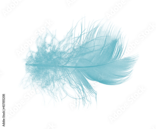 Beautiful feather color green turquoise isolated on white background