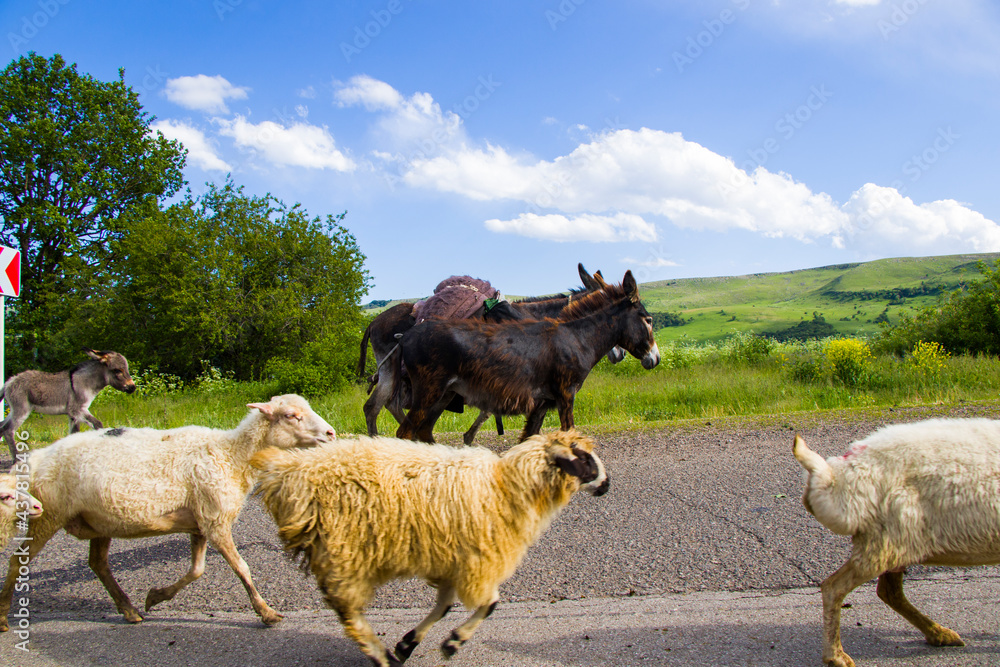 Domestic farm animals on the highway and road, flock