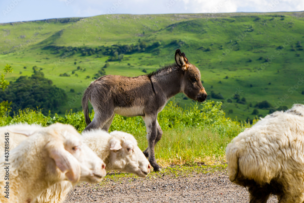 Fototapeta premium Domestic farm animals on the highway and road, flock