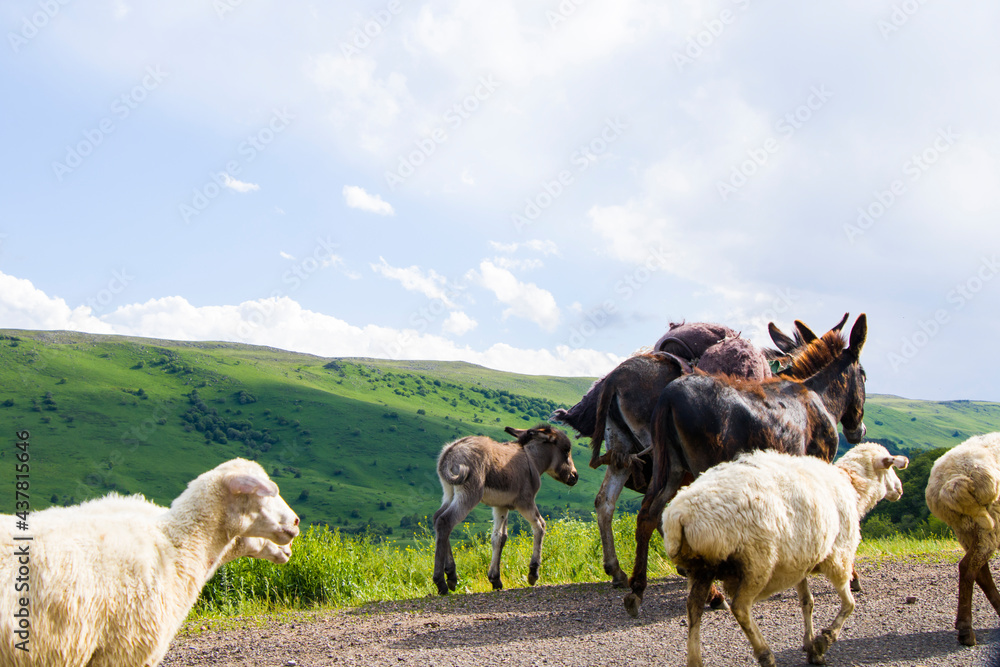 Obraz premium Domestic farm animals on the highway and road, flock