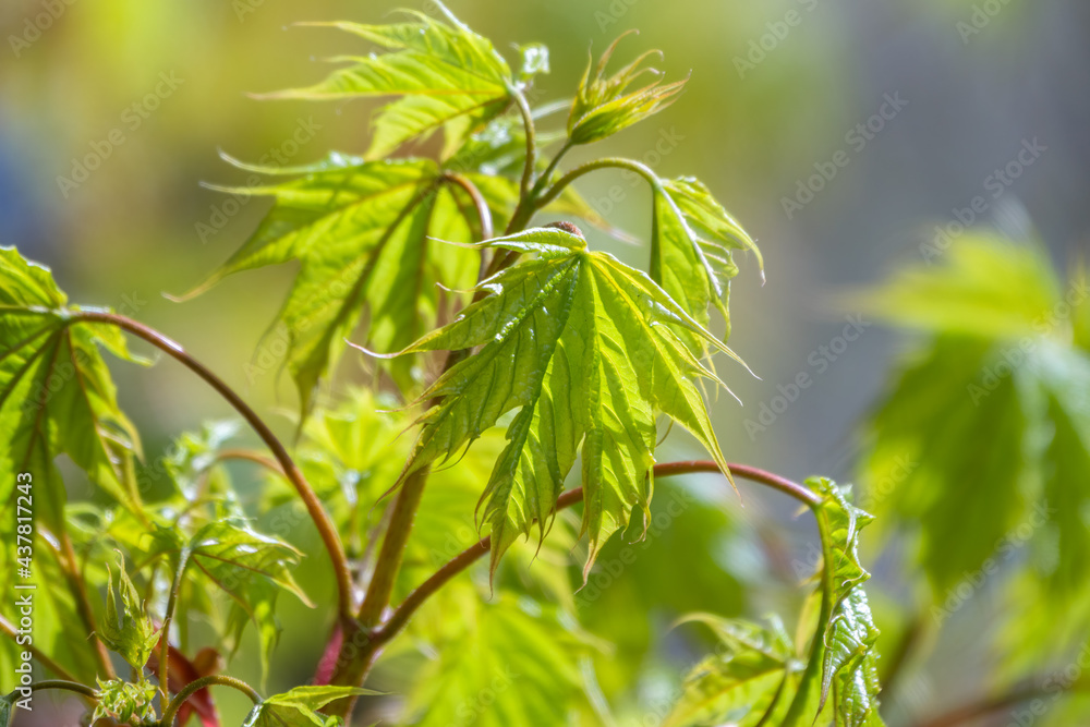 Blooming Norway Maple, Acer platanoides, in beautiful light Blooming Norway Maple, Acer platanoides, in beautiful light