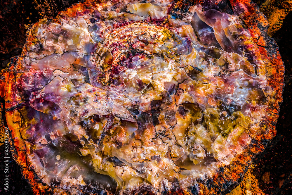 Petrified Wood Rock Log Abstract National Park Arizona Petrified Wood Rock Log Abstract National Park Arizona